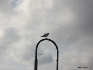 nta Maria la Scala-13-11-2012 09-02-08